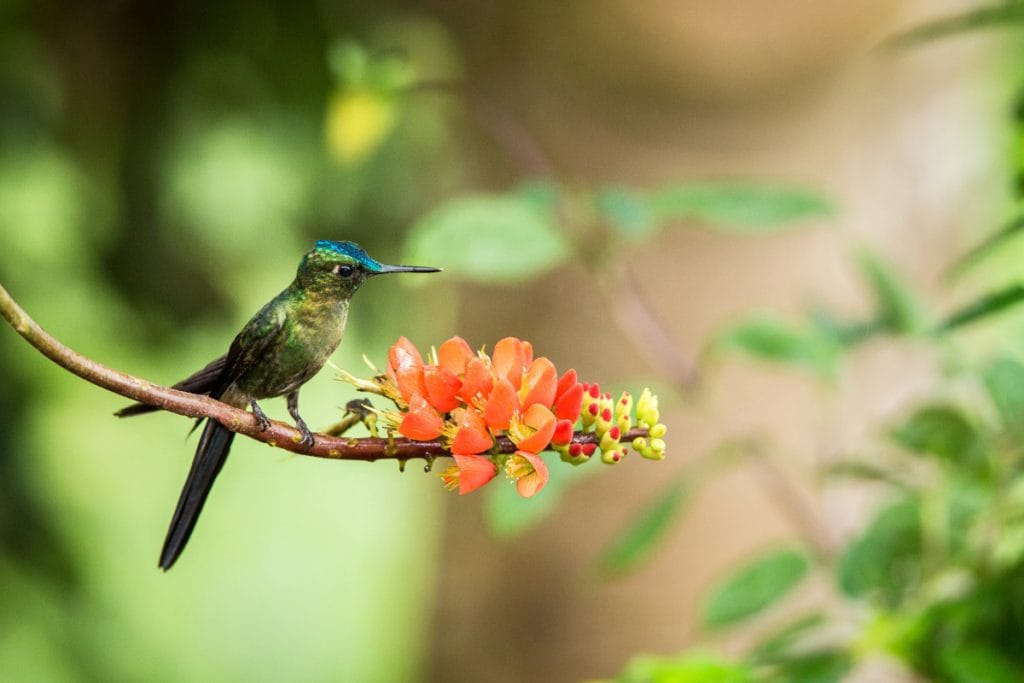 When Do Hummingbirds Leave Virginia -