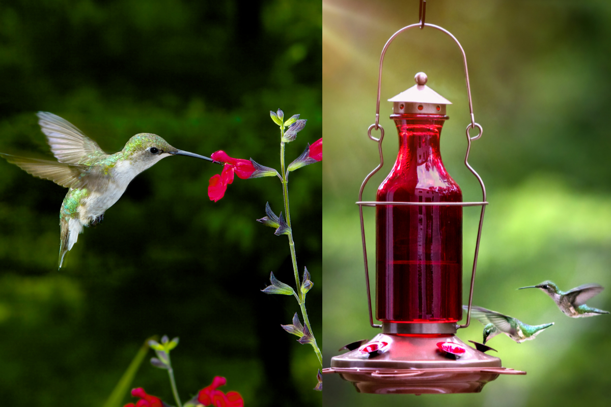 When Do Hummingbirds Leave Wisconsin - Custom dimensions 1200x800 px