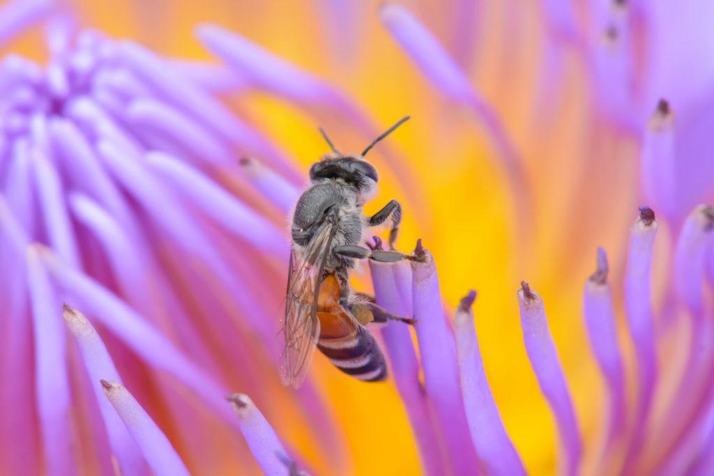 Why Do People Think Hummingbirds Eat Bees?
