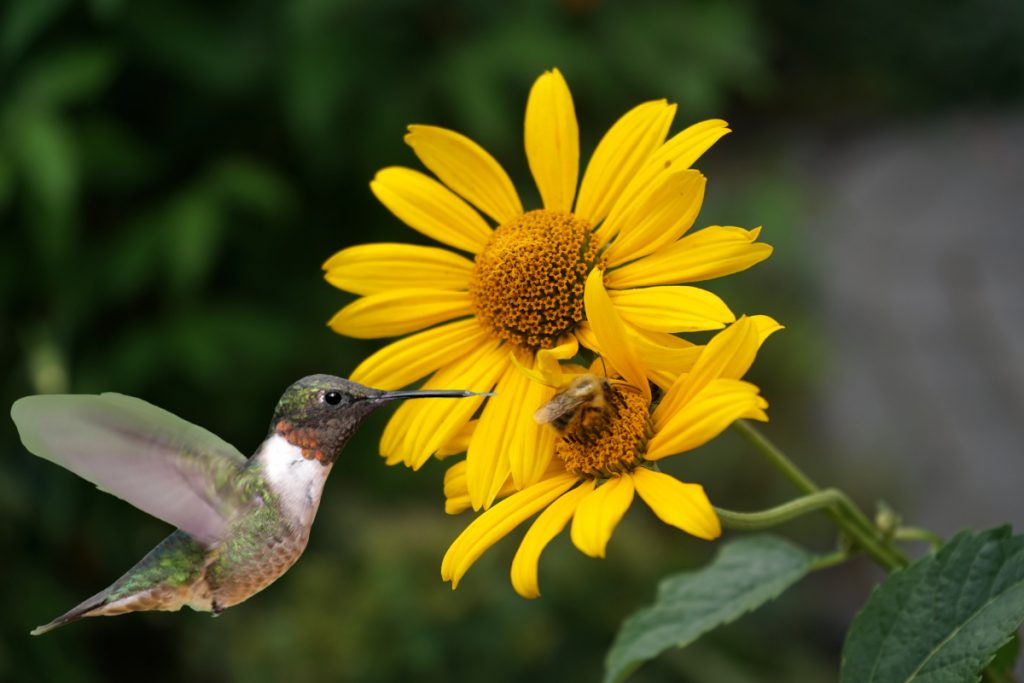 Why Don't Hummingbirds Eat Wasps