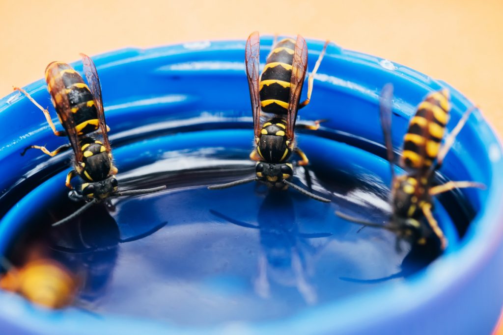 Why Don't Hummingbirds Simply Feast on Wasps