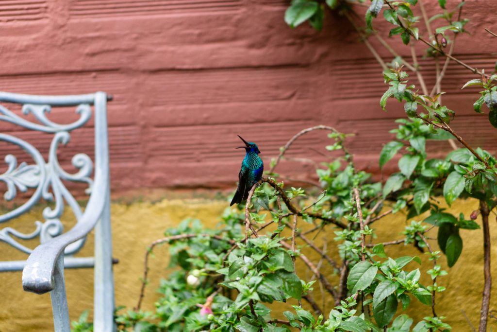 Why Hummingbirds Need To Take Shelter In Bad Weather