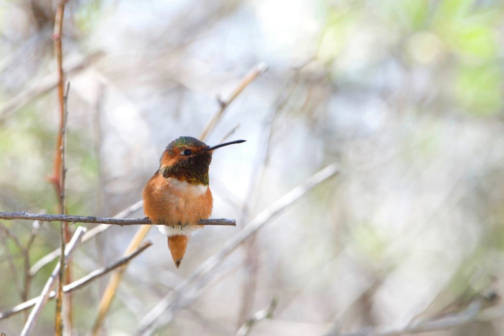 Allen's Hummingbird In Ohio