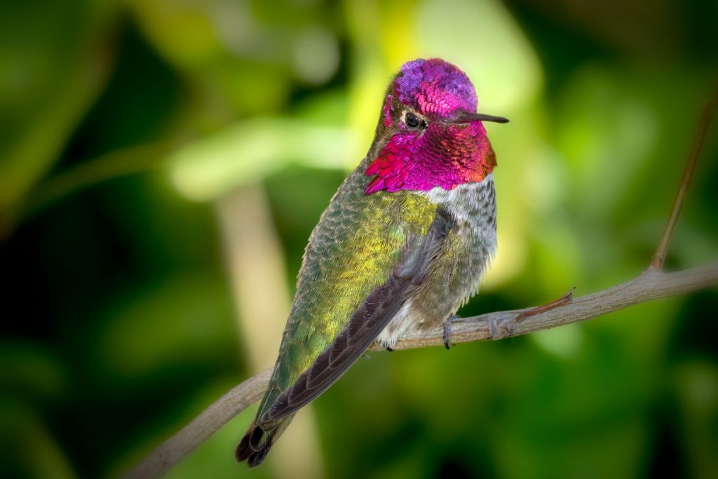 Anna's Hummingbird In Ohio