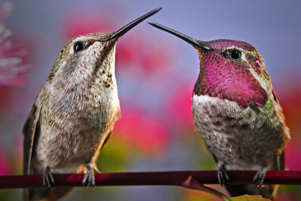 Are Female Hummingbirds Territorial