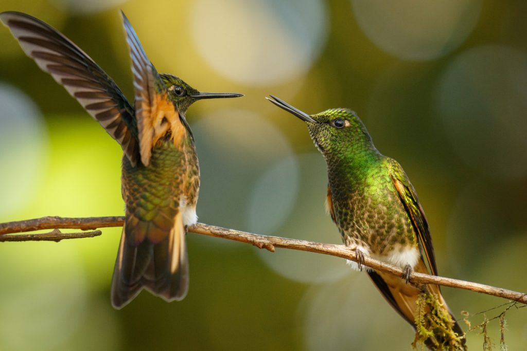 Are Hummingbirds Territorial