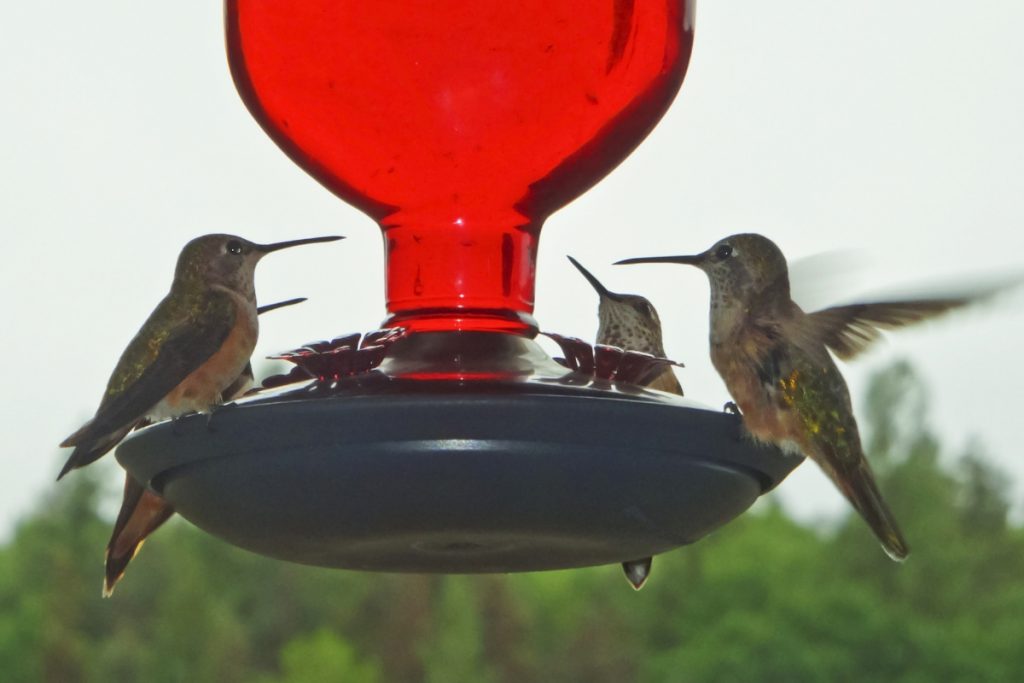 Are Hummingbirds Territorial Over Feeders