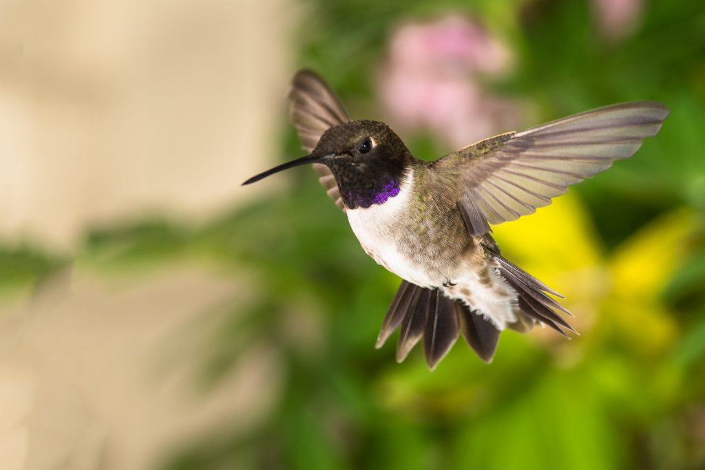 Black-chinned Hummingbird In Ohio
