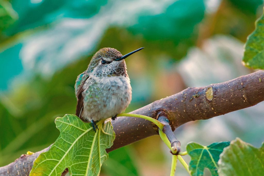 Calliope Hummingbird In Ohio
