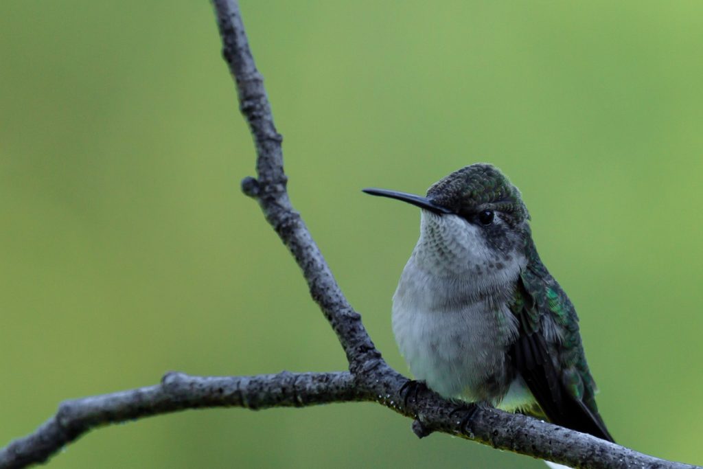 Can You Find Hummingbirds In North Carolina During Winter