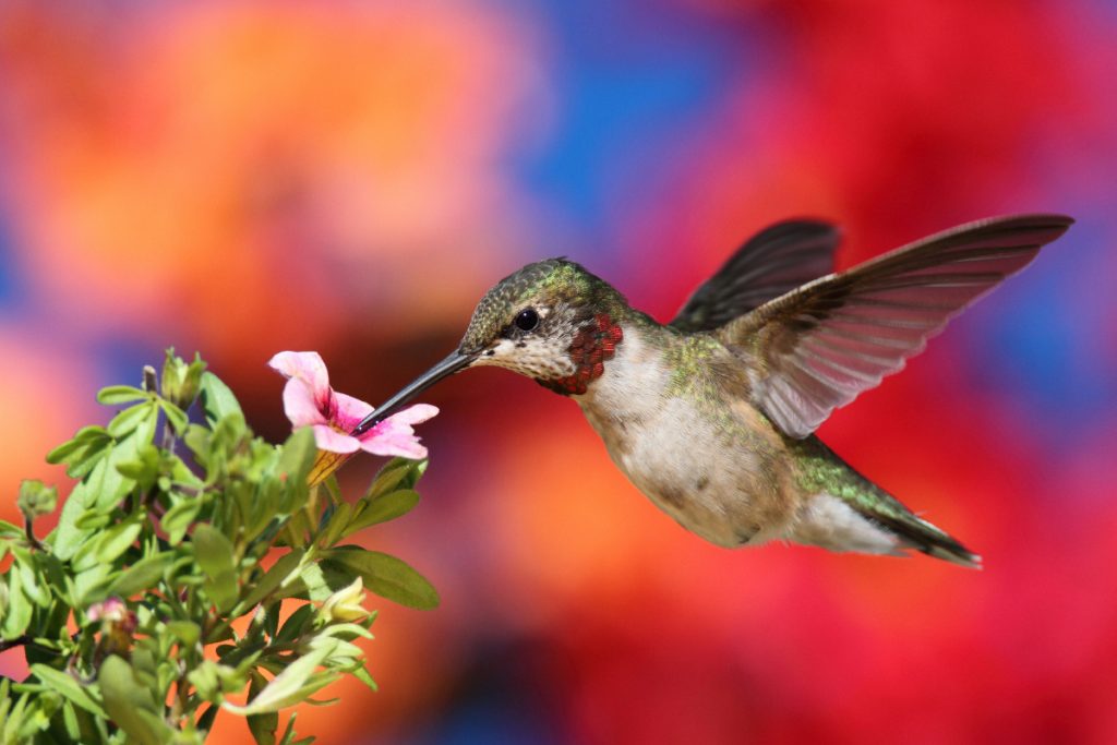 Different Types Of Hummingbirds In Ohio - Ruby-throated Hummingbird