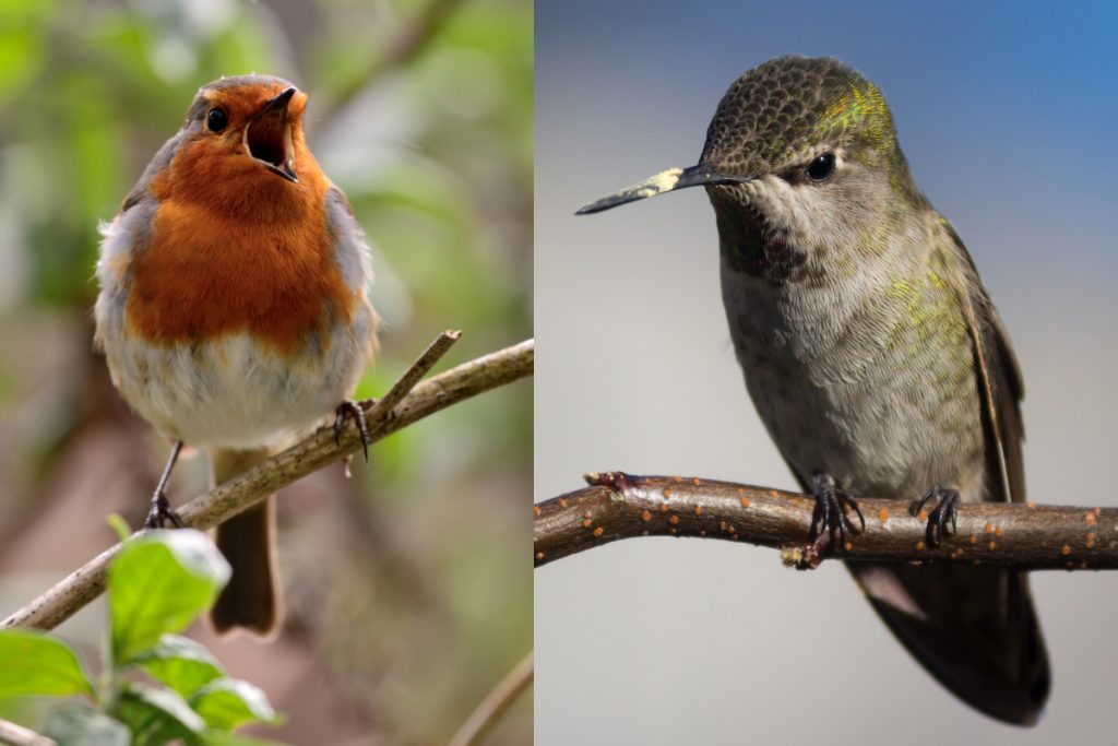 Do Hummingbirds Display Aggressive Behaviors Towards Other Bird Species