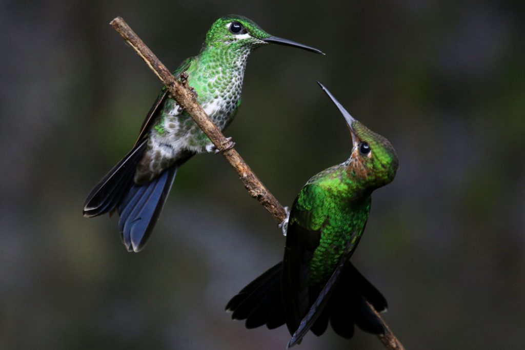 How Do You Stop Hummingbirds From Fighting Over Feeders