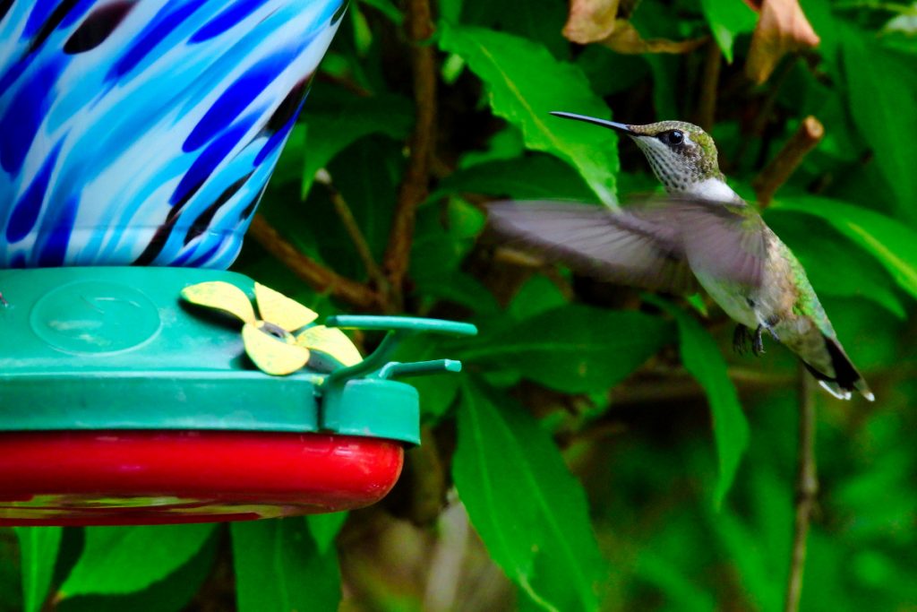 How To Prepare For The Arrival Of Hummingbirds In North Carolina