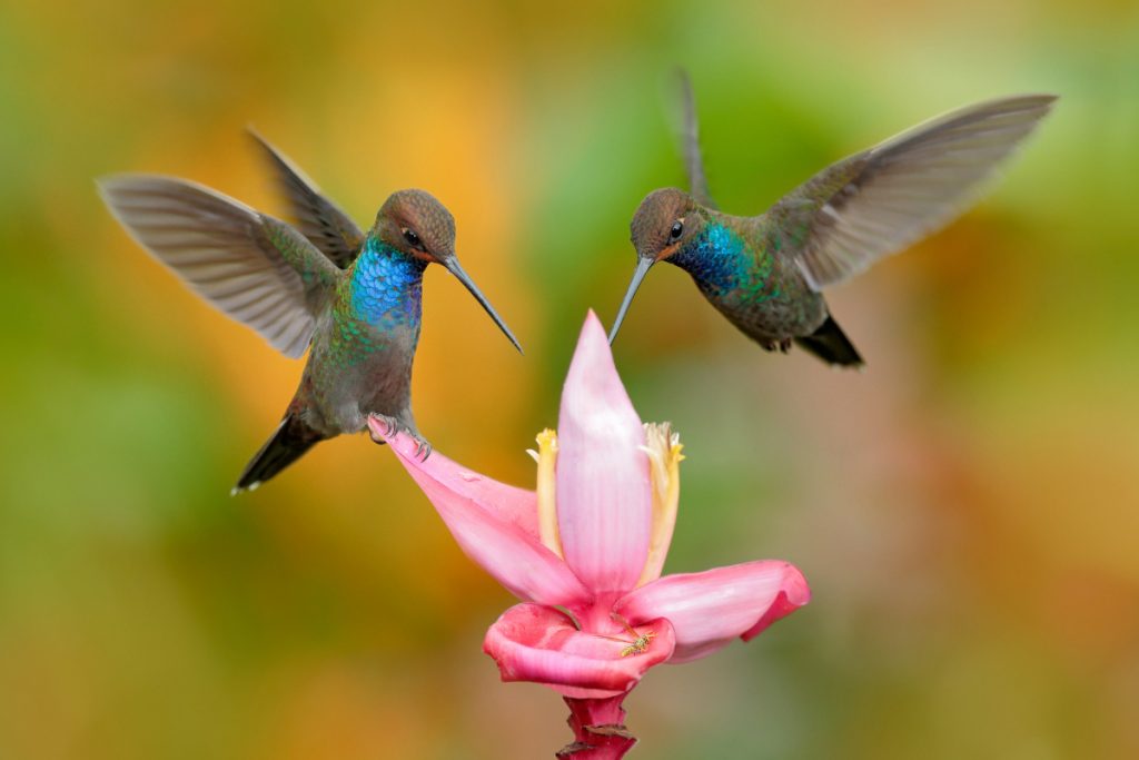 Hummingbirds Fan Tails for Messages and Intimidation