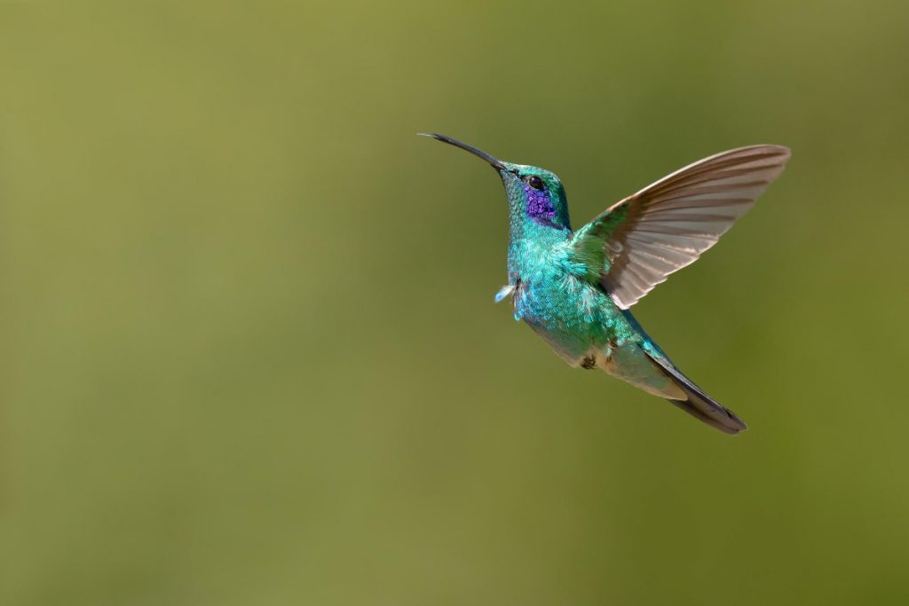 Mexican Violetear hummingbird In Ohio