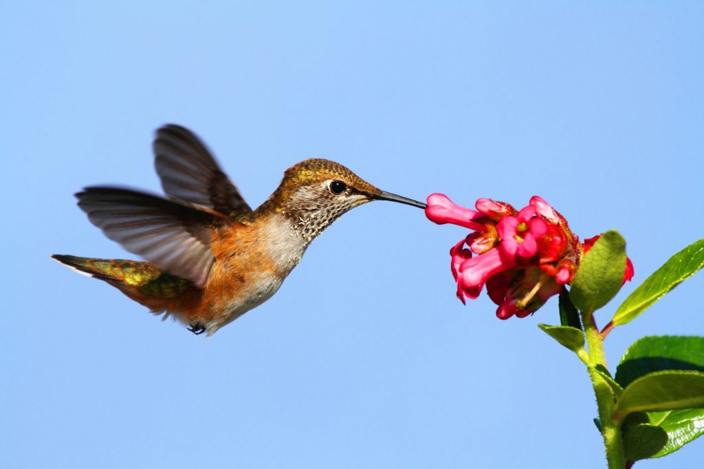 Rufous Hummingbird In Ohio