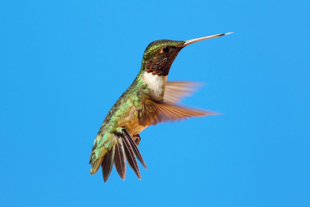 The Territorial Dance of Hummingbirds