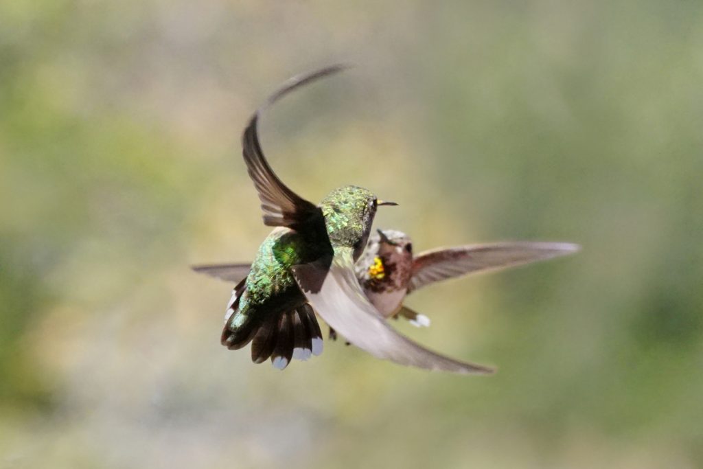 They Exhibit Fierce Territorial Behaviour for Steady Food Access - Hummingbird Behaviors