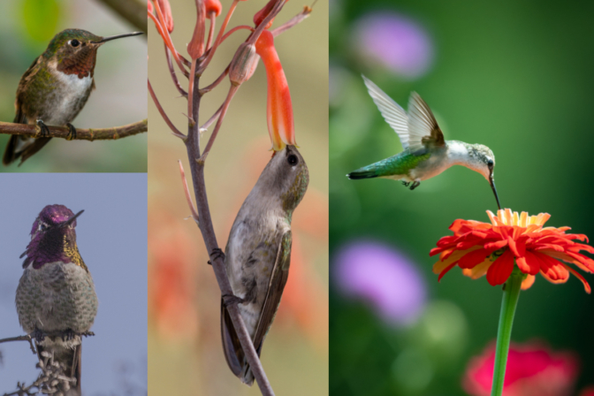 Large Hummingbird Types What Are The Different Types Of Hummingbirds In Ohio? Discover The 7 ...