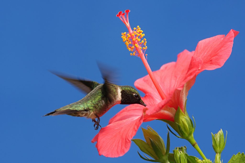 What Kinds Of Plants Should Be Grown To Attract Hummingbirds In North Carolina