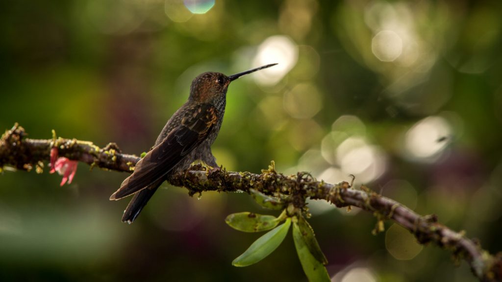 When Do Hummingbirds Arrive In California