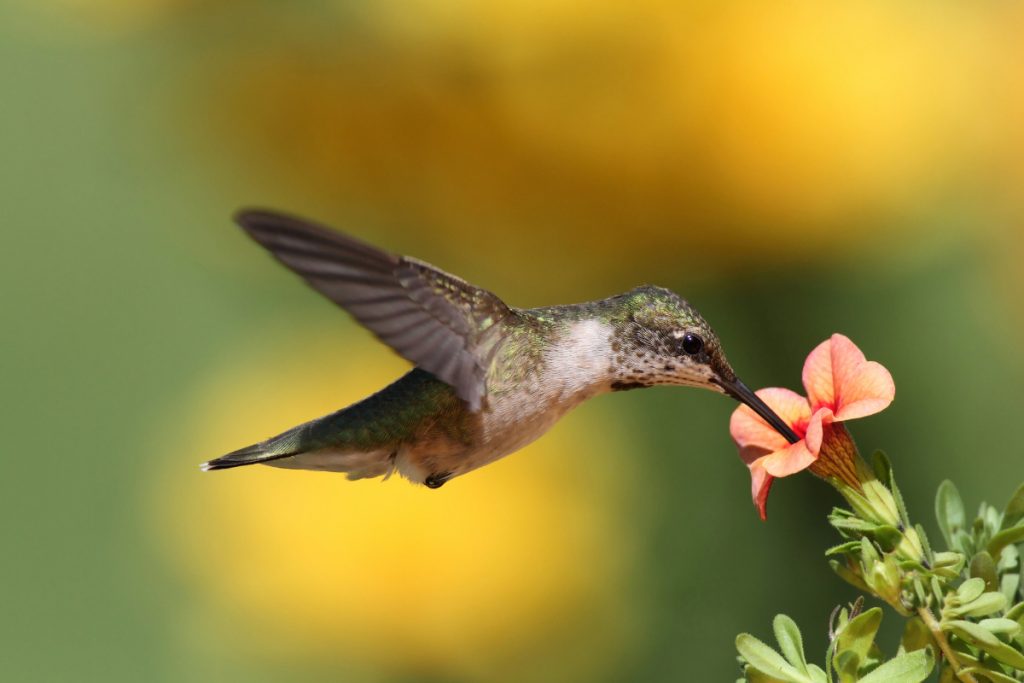 When Do Hummingbirds Arrive In North Carolina