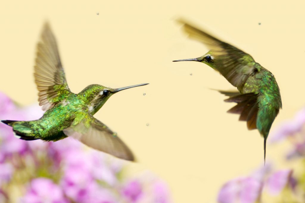 When Do Hummingbirds Get Territorial