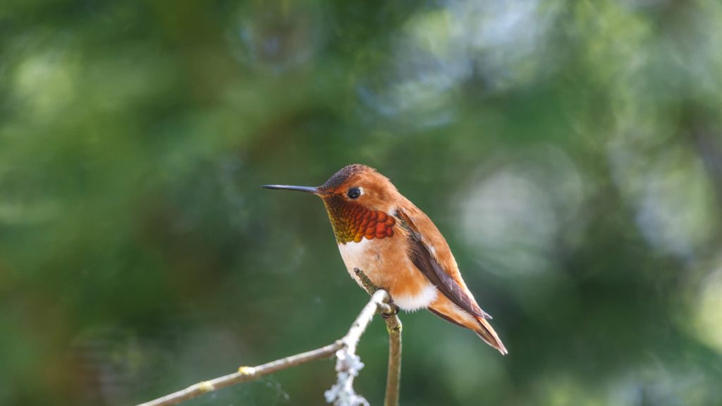 When Do Hummingbirds Leave California for Their Yearly Migration