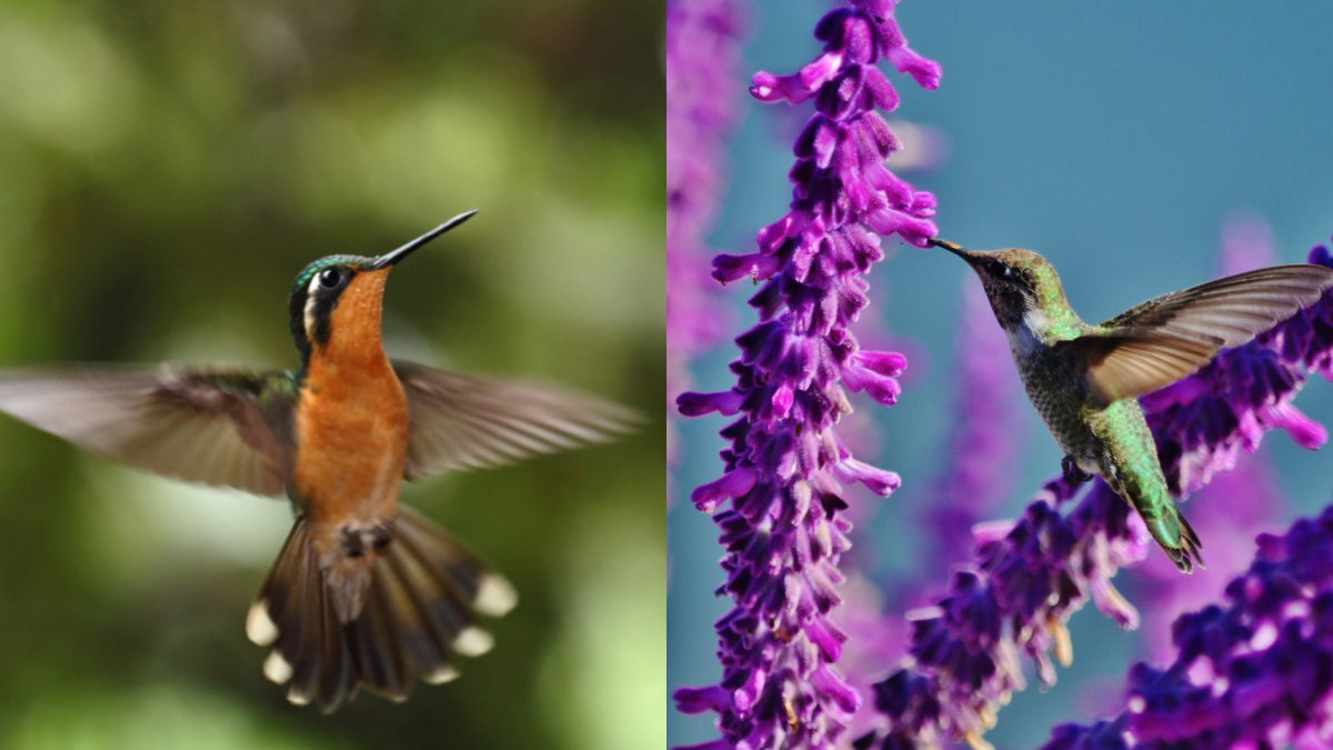 When Do Hummingbirds Leave California for Their Yearly Migration- Custom dimensions 1200x675 px
