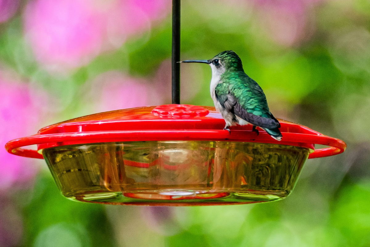 When Do Hummingbirds Leave Missouri - Custom dimensions 1200x800 px