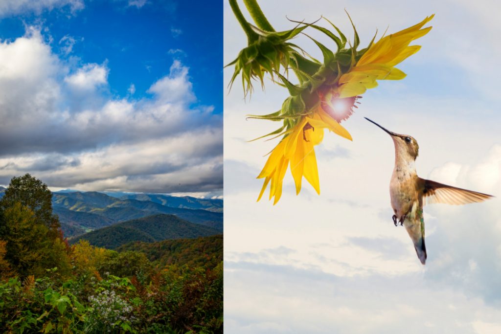 When Do Hummingbirds Leave North Carolina -
