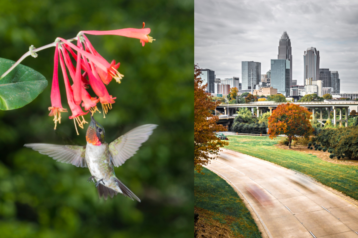 When Do Hummingbirds Leave North Carolina - Custom dimensions 1200x800 px