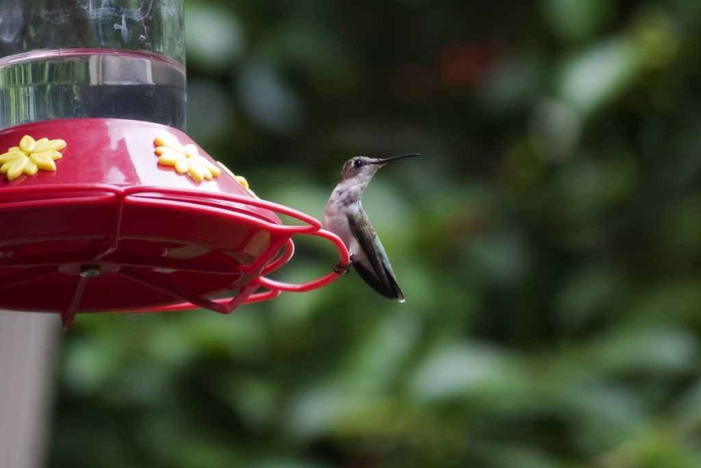 When Should You Put Out Your Hummingbird Feeders In North Carolina
