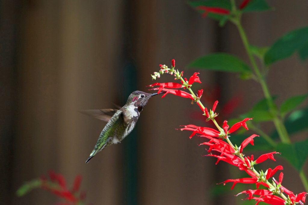 Why Do Hummingbirds Leave North Carolina -