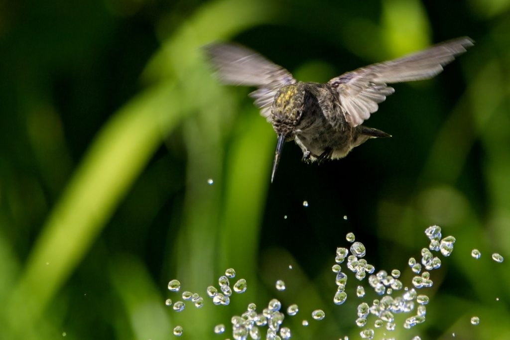 Did You Know that Bathing is Crucial for Hummingbirds -