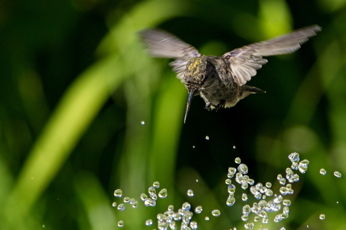 Did You Know that Bathing is Crucial for Hummingbirds