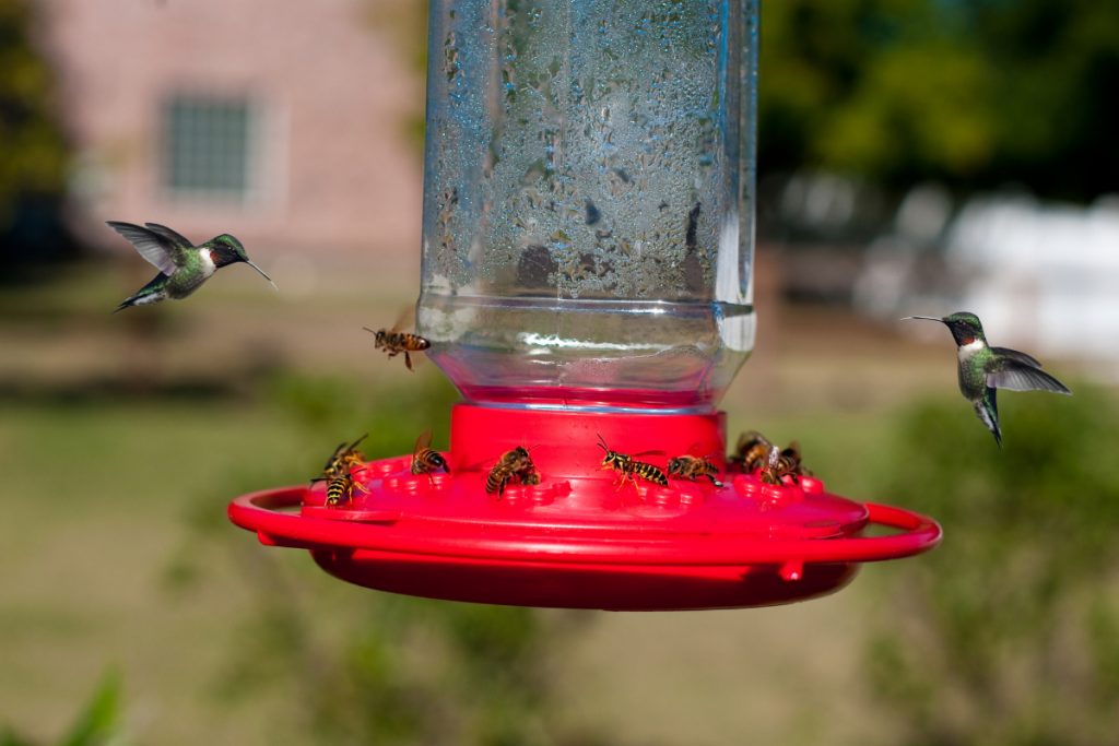 Does Peppermint Oil Keep Bees Away from Hummingbird Feeders?