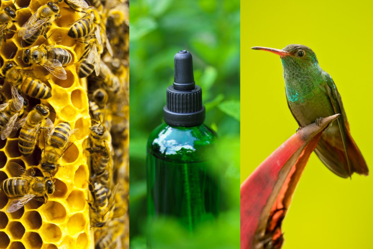 Does Peppermint Oil Keep Bees Away from Hummingbird Feeders - Custom dimensions 1200x800 px