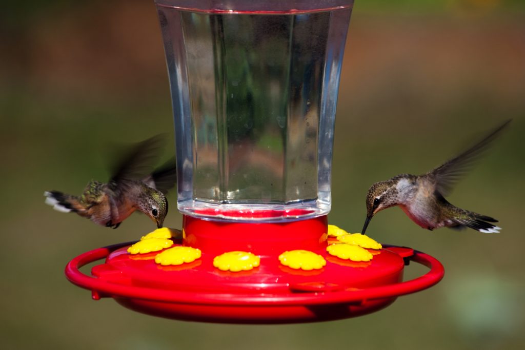 Frequently Asked Questions About Hummingbirds and Gardens - FAQs-1