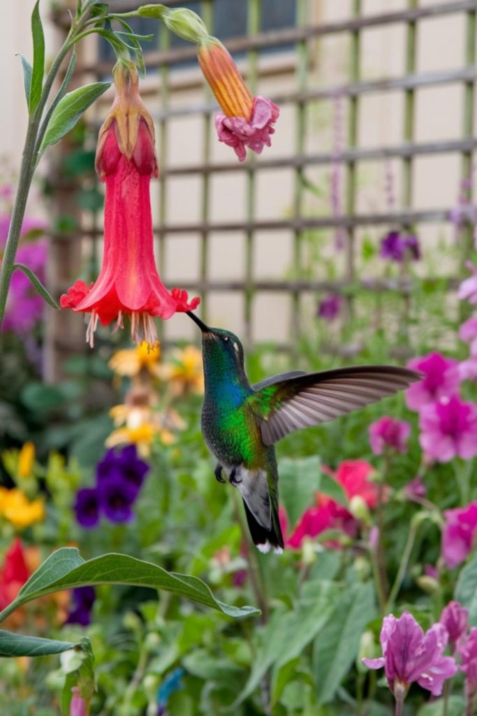 Nectar Fueling Hummingbirds' High-Energy Lives