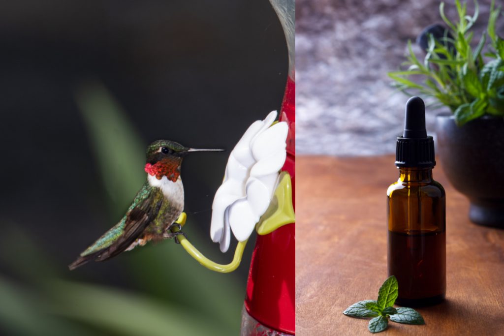 Safety First When Using Oils on Hummingbird Feeder
