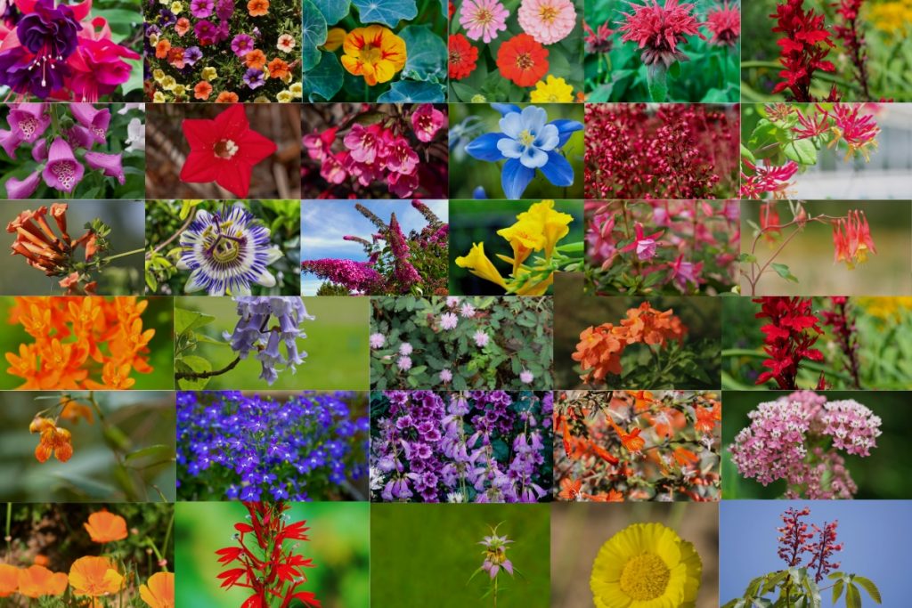 33 Top Plants That Attract Hummingbirds_ Discover What Makes Your Garden Irresistible to These Tiny Birds