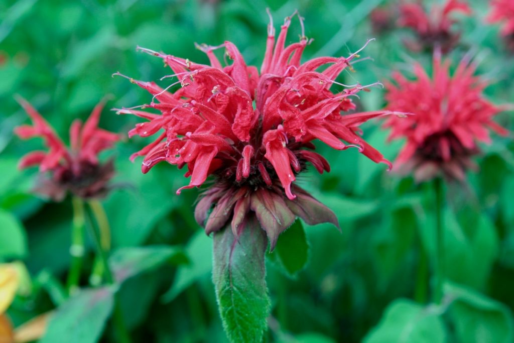 Bee Balm - Hummingbirds food