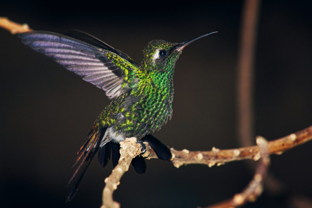 Do Owls Hunt Hummingbirds At Night -