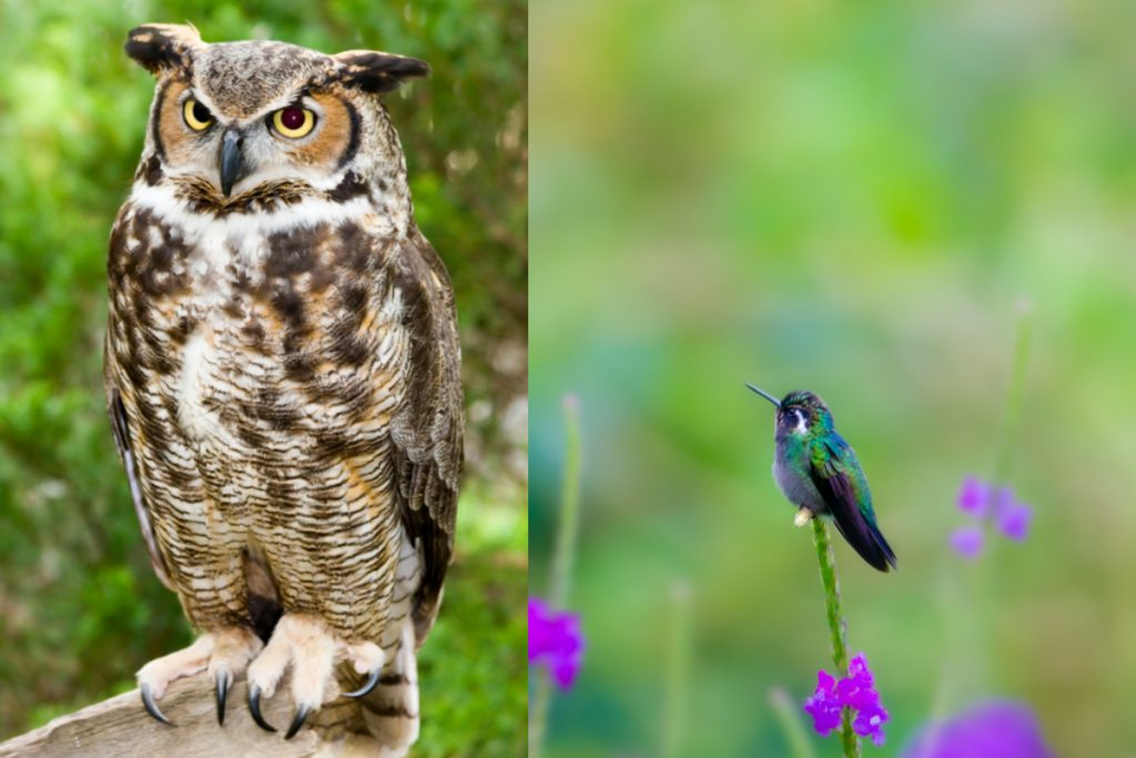 Do Owls Hunt Hummingbirds At Night - Custom dimensions 1200x800 px