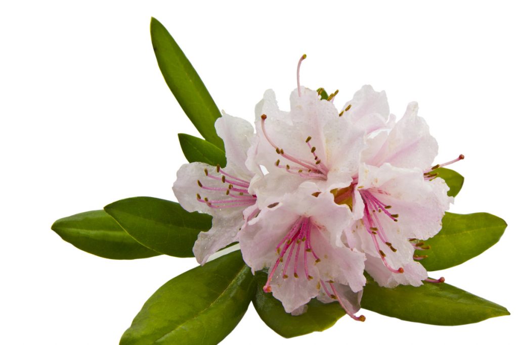 Rhododendron - Plants That Attract Hummingbirds