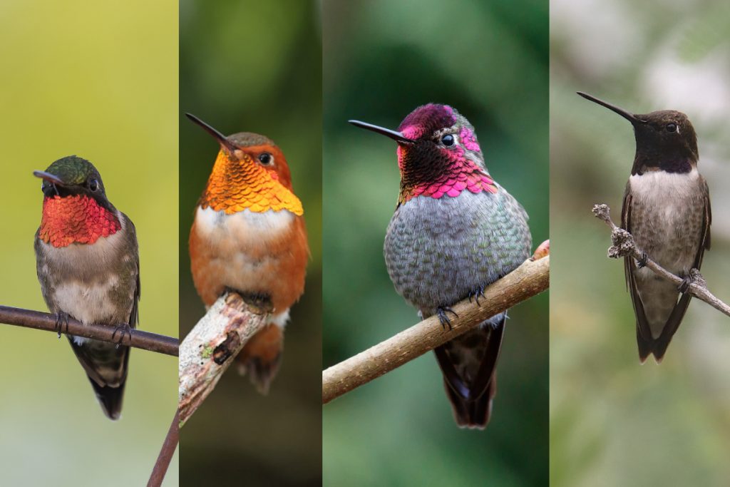 Ruby-throated, Rufous, Allen's and Anna's Hummingbirds, Black-chinned Hummingbird, and Calliope Hummingbird