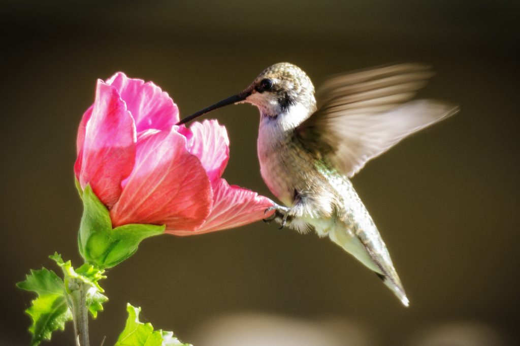 Hummingbirds Surviving on Less Fuel