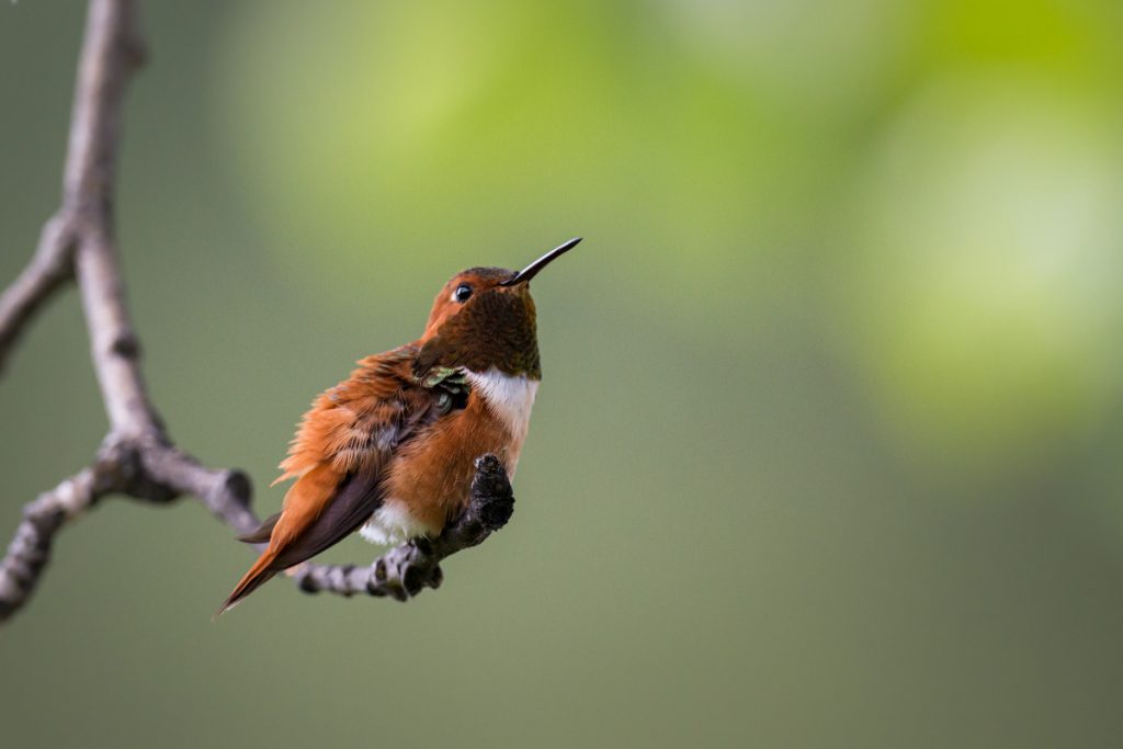 Hummingbirds Coping with Harsh Environments